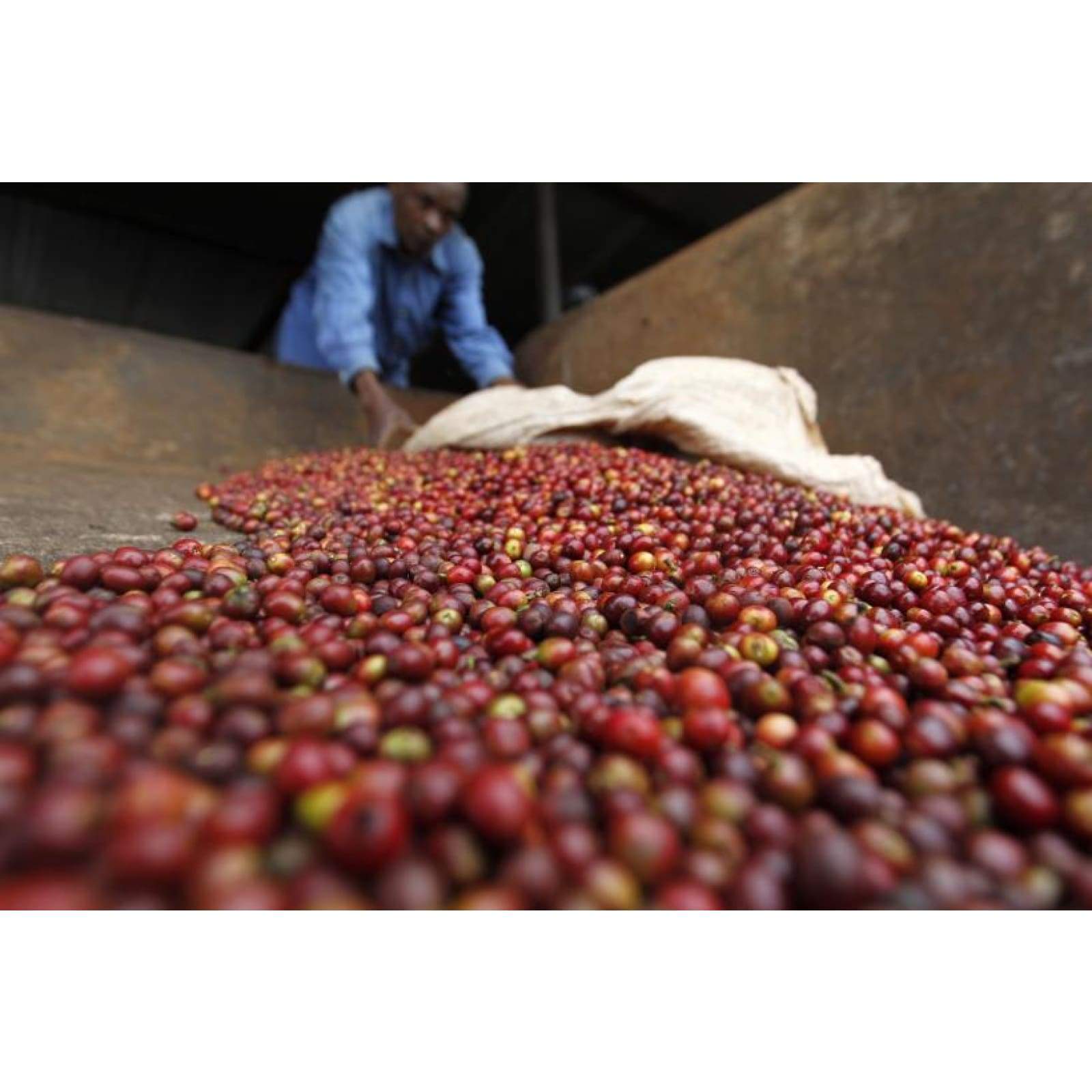 Tanzania Craft Coffee - Single Origin - Coffee - $15.25
