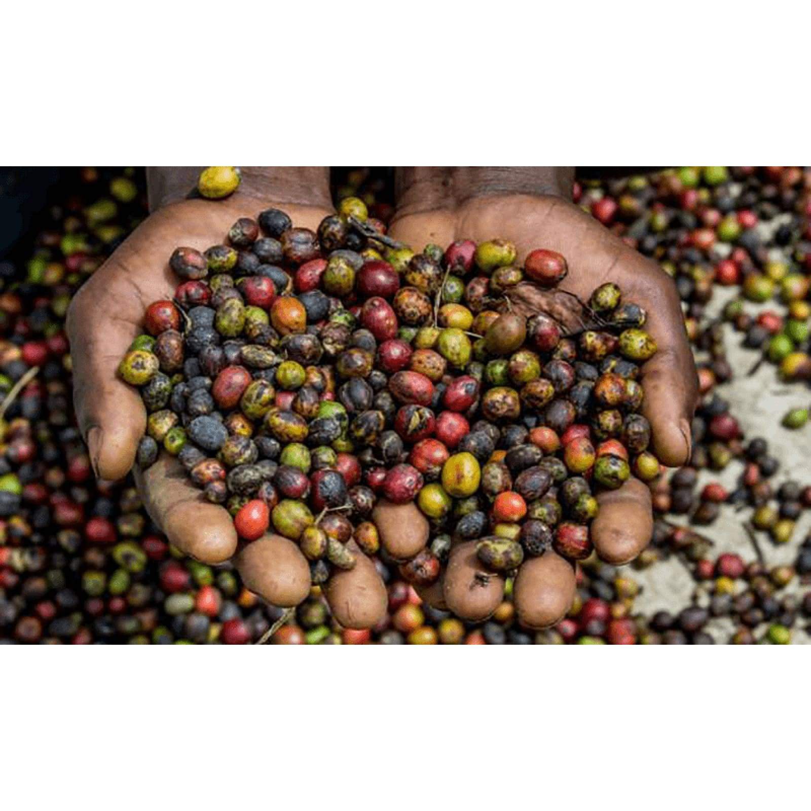 Uganda Single-Origin Sipi Falls Coffee - Coffee - $15.25